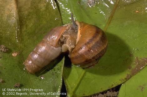 Adult decollate snail, <i>Rumina decollata,</i> feeding on a brown garden snail, <i>Cornu aspersum</i>.