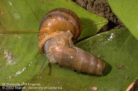 Adult decollate snail, <I>Rumina decollata,</I> feeding on a brown garden snail. 