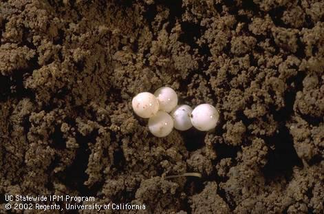 Eggs of decollate snail, Rumina decollata, placed unnaturally close together to be photographed.