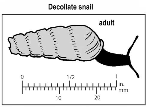 Appearance and relative size of adult decollate snail, Rumina decollata.