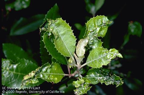 Crop damaged by toyon thrips.