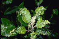 Terminals distorted by toyon thrips feeding