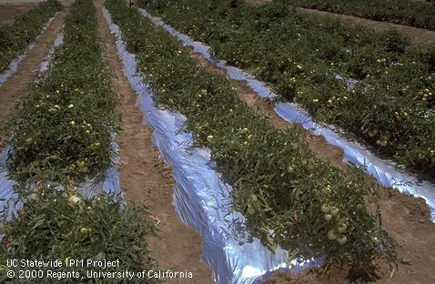 Reflective mulch test plot in tomatoes.