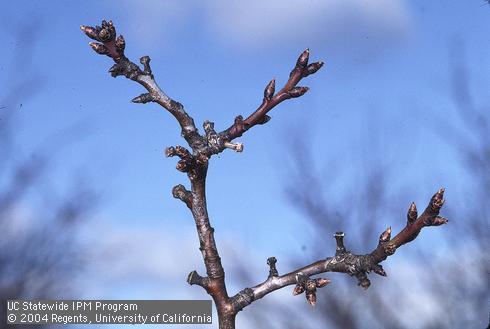 Reproductive growth of almond.