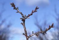 Almond spur with dormant buds.