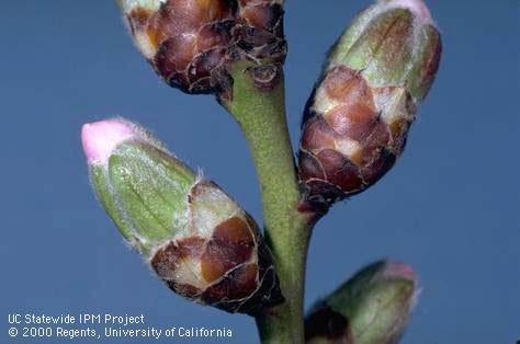 Pink bud stage of reproductive growth of almond.