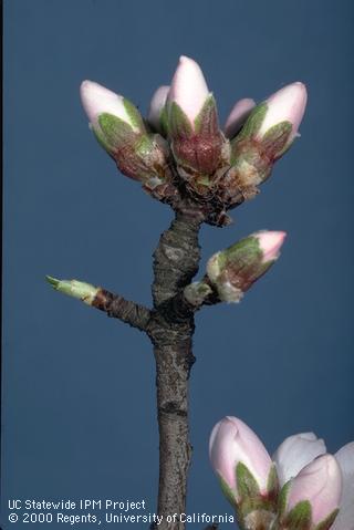 Reproductive growth of almond.