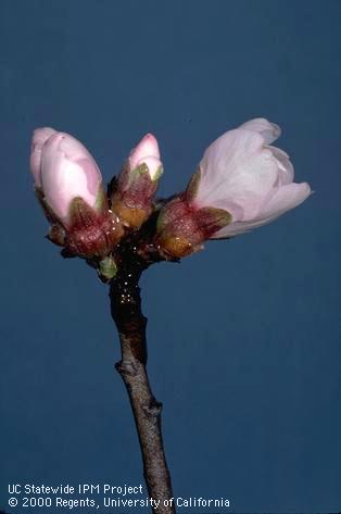 Popcorn stage of reproductive growth of almond.