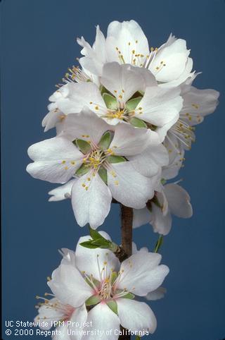 Reproductive growth of almond.