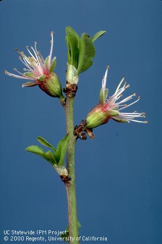 Reproductive growth of almond.