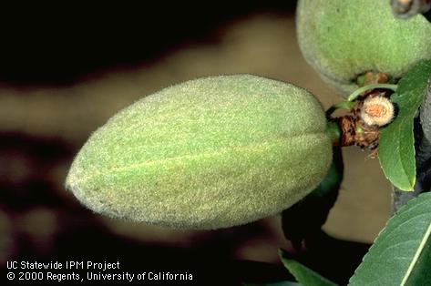 Unsplit almond nut.