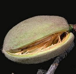 Almond harvest