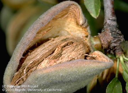 Reproductive growth of almond.