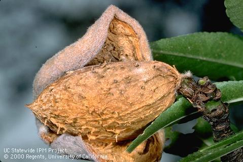 Completely dried almond hull.