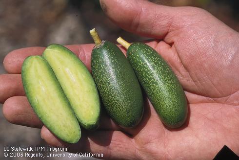 Avocado fruit sliced to reveal the lack of a seed pit, a genetic mutation called 'cuke.' .