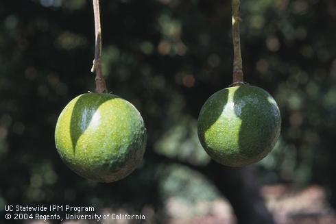 Round avocado fruit, a deformation characteristic of off-season fruiting. 