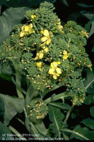 Opening flower stage of broccoli.