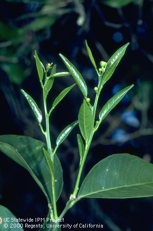 Reproductive growth of citrus.