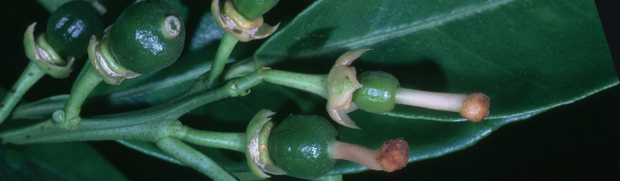 Young fruit development, fourth stage in citrus development.