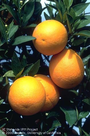 Reproductive growth of citrus.