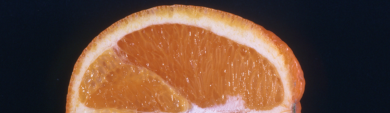 Mature, orange colored citrus fruit.