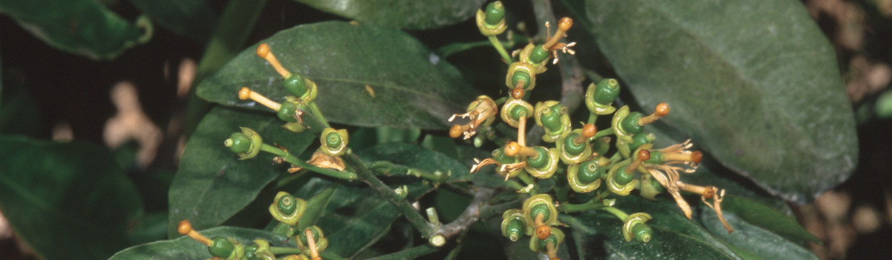 A heavy load of young fruit on navel orange tree prior to spring fruit drop.