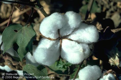 Reproductive growth of cotton.