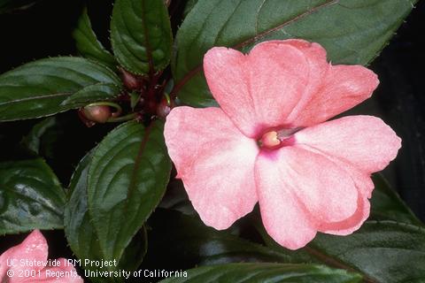 Blooming impatiens.