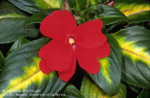 Blooming impatiens.