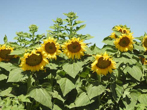 Sunflower field in bloom.