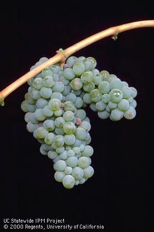 Reproductive growth of grape.