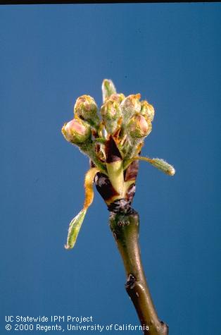 Finger bud.