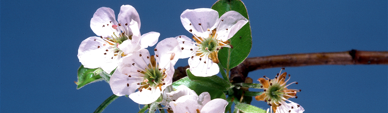 Pear full bloom stage.