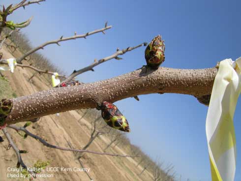 Early bud break of pistachio.