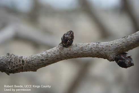 Dormant male pistachio flower bud.