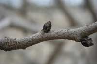 dormant male bud