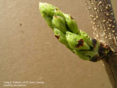 Female inflorescence of pistachio just beginning to bloom.