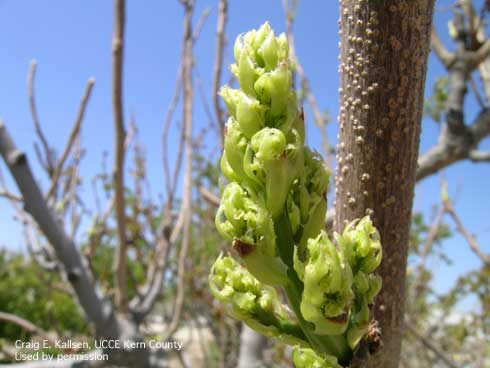 Inflorescence of pistachio at about mid bloom.