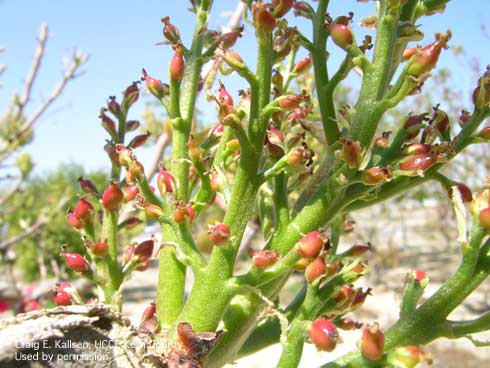 Inflorescence past pollination of pistachio showing swelling of individual nutlets.  