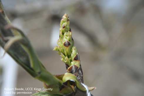 Female pistachio inflorescence in bloom.