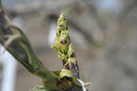 early bloom, five to ten percent