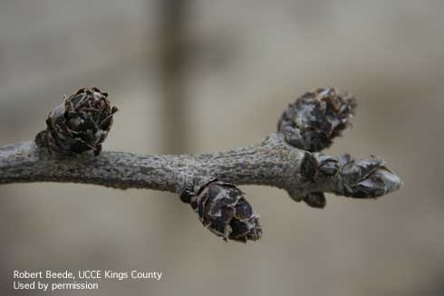 Male pistachio flowers at early budswell with vegetative terminal still dormant.