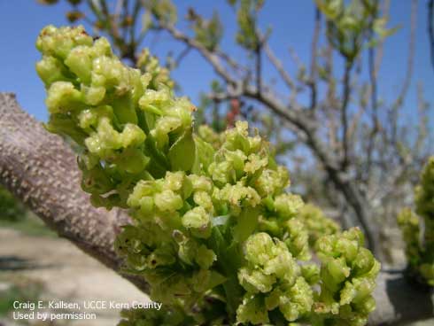 Pistachio blossoms close to full bloom.