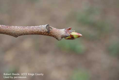 Greentip is the first stage of spring growth in pistachios.