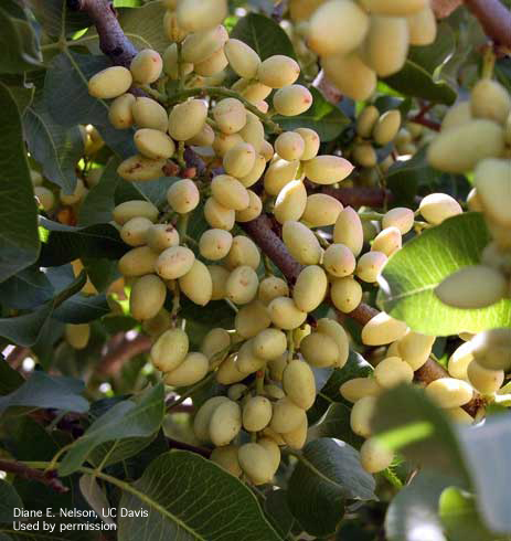 Developing pistachio fruit.