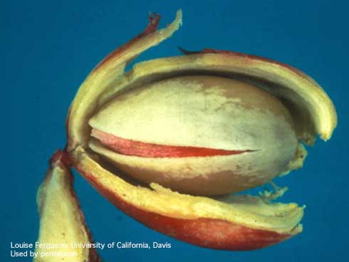 A pistachio nut splitting in hull. A naturally split pistachio is the prime marketable product. Nonsplit nuts are worth considerably less. (Note: husk was peeled back for photo).