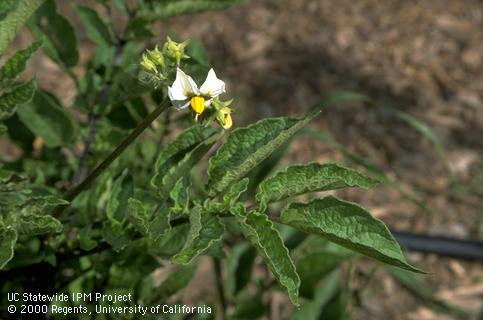 Foliage and white flowers of a mature potato plant.