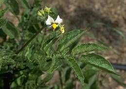 Early flowering of potato