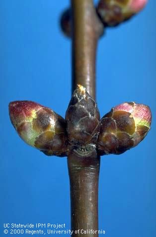 Early red bud bloom stage of apricot.