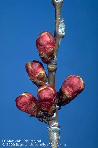 Red bud stage of apricot bloom.